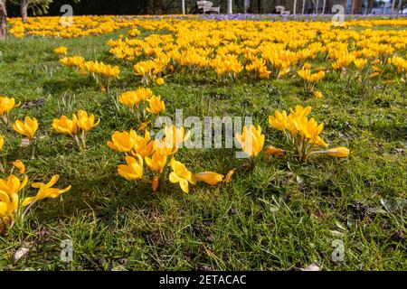 Croccus giallo x luteus 'giallo dorato' croccus in fiore en massa in una giornata di sole a RHS Garden, Wisley, Surrey, Inghilterra sud-orientale in inverno Foto Stock