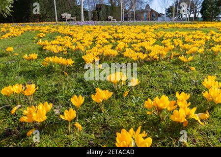 Croccus giallo x luteus 'giallo dorato' croccus in fiore en massa in una giornata di sole a RHS Garden, Wisley, Surrey, Inghilterra sud-orientale in inverno Foto Stock