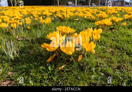 Croccus giallo x luteus 'giallo dorato' croccus in fiore en massa in una giornata di sole a RHS Garden, Wisley, Surrey, Inghilterra sud-orientale in inverno Foto Stock