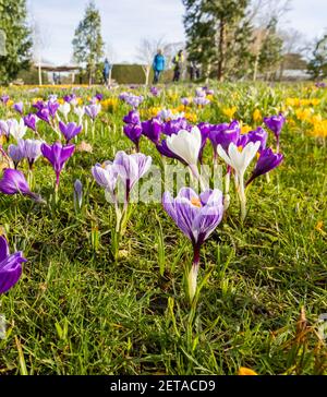 Croci misti viola e giallo in fiore in una giornata di sole al RHS Garden, Wisley, Surrey, Inghilterra sud-orientale in inverno Foto Stock