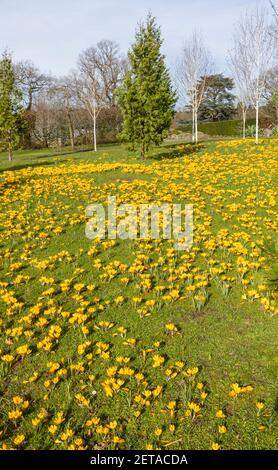 Croccus giallo x luteus 'giallo dorato' croccus in fiore en massa in una giornata di sole a RHS Garden, Wisley, Surrey, Inghilterra sud-orientale in inverno Foto Stock