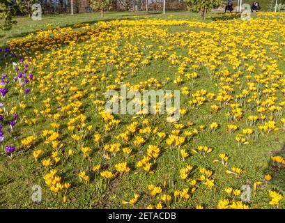 Croccus giallo x luteus 'giallo dorato' croccus in fiore en massa in una giornata di sole a RHS Garden, Wisley, Surrey, Inghilterra sud-orientale in inverno Foto Stock