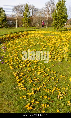 Croccus giallo x luteus 'giallo dorato' croccus in fiore en massa in una giornata di sole a RHS Garden, Wisley, Surrey, Inghilterra sud-orientale in inverno Foto Stock