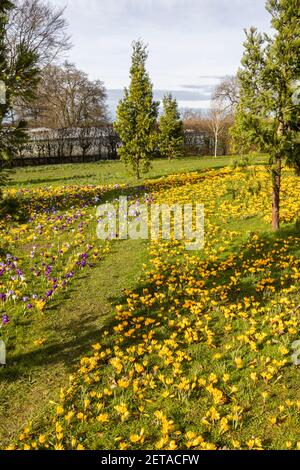 Croccus giallo x luteus 'giallo dorato' croccus in fiore en massa in una giornata di sole a RHS Garden, Wisley, Surrey, Inghilterra sud-orientale in inverno Foto Stock