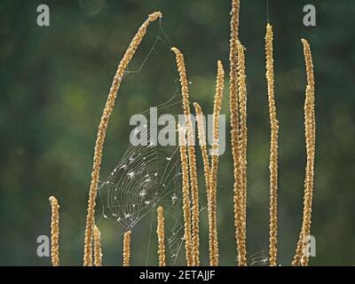 Nastri di ragni orbitali pieni di insetti stesi su lunghe teste di semi di piante di fiori selvatici verticali nel Nord Yorkshire, Inghilterra, Regno Unito Foto Stock