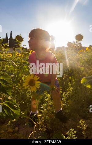 Una bambina carina in una t-shirt rosa e shorts in piedi in un campo di girasoli e sorridendo al tramonto contro il cielo Foto Stock