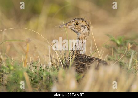 Nothura, nothura maculosa, in Pampas erba ambiente, la Pampa Provincia, Patagonia, Argentina. Foto Stock