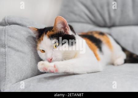 Carino piccolo tricolore gattino tricolore shorthair tricolore affila artigli su sedia grigia. Cattivo comportamento degli animali domestici. Gatto sdraiato sul divano e graffiare le unghie Foto Stock
