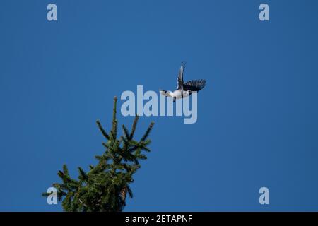 Un bluejay vola via dalla cima di un albero di pino. Foto Stock