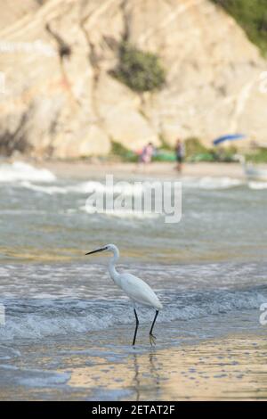 Il grande Egret orientale (o Heron) che guado in acqua alla spiaggia di Hua Hin, Tailandia. Foto Stock