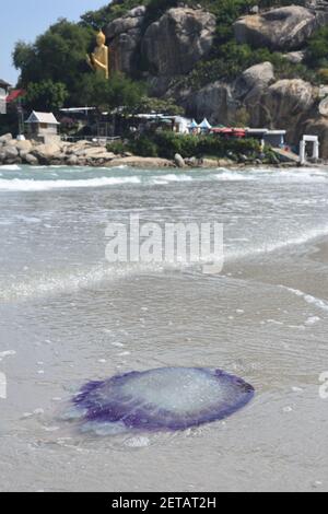 Meduse viola sulla spiaggia di Hua Hin, Thaialnd. Foto Stock