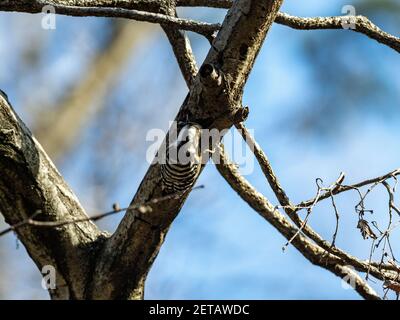 Un fuoco selettivo di un picchio pigmeo giapponese arroccato su un ramo ad albero Foto Stock