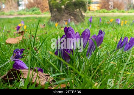 Fiori di crocus viola, un segno di primavera, che cresce attraverso l'erba in un parco. Foto Stock