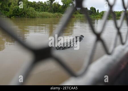 Coccodrillo d'acqua salata (Crocodylus porosus) visibile attraverso la barriera di una barca turistica sul fiume Adelaide, territorio del Nord, Australia. Foto Stock