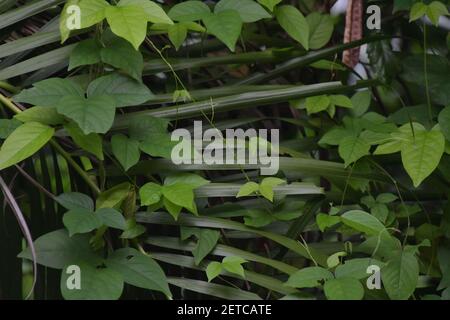 Flora tropicale fiorente durante la stagione umida monsoonale delle isole Tiwi, Australia. Foto Stock