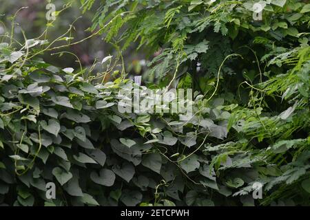 Flora tropicale fiorente durante la stagione umida monsoonale delle isole Tiwi, Australia. Foto Stock