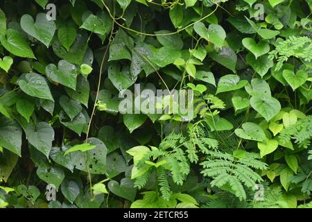 Flora tropicale fiorente durante la stagione umida monsoonale delle isole Tiwi, Australia. Foto Stock