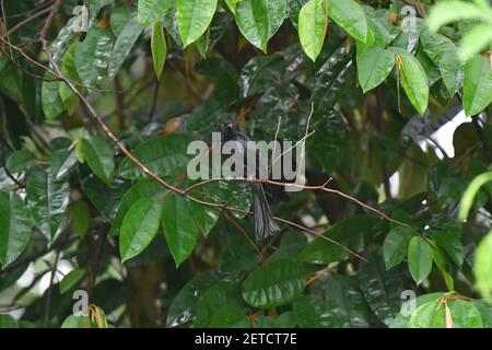 Flora tropicale fiorente durante la stagione umida monsoonale delle isole Tiwi, Australia. Foto Stock