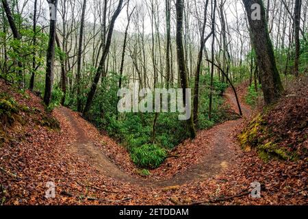 Sentiero per escursioni a piedi e in bicicletta (Brushy Creek Trail) nella riserva di Bracken, vicino alla Pisgah National Forest - Brevard, Carolina del Nord, Stati Uniti Foto Stock