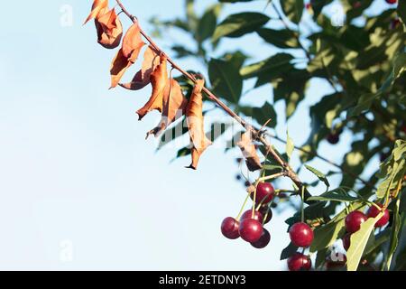 Malattie dell'albero di ciliegio. Scorch foglia di ciliegia. Luce di fuoco. I batteri infettano le foglie. Erwinia amylovora. Problemi di Orchard. Ramo morto e il berri rosso maturo Foto Stock