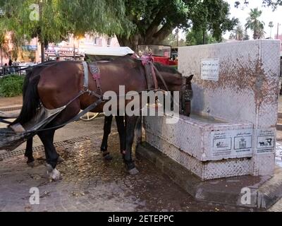 due cavalli con carrozza in un canale d'acqua vicino al mercato principale di marrakech, morro Foto Stock