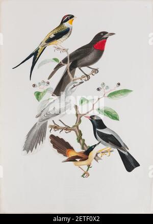 Phibalura flavirostris - Querula rubricollis - Turdus orpheus - Turdus flavipes - Turdus brasiliensis, da Coleção Brasiliana Iconográfica. Foto Stock