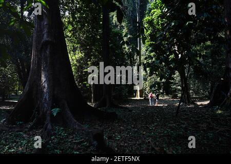 Una giovane coppia cammina sotto i giganti della giungla a Kebun Raya, i giardini botanici di Bogor, Giava, Indonesia, fondata nel 1817 dall'ordine del governante Foto Stock