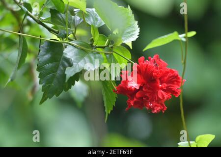 Flora tropicale fiorente durante la stagione umida monsoonale delle isole Tiwi, Australia. Foto Stock