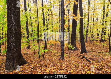 Foresta di alberi misti decidui in autunno Foto Stock