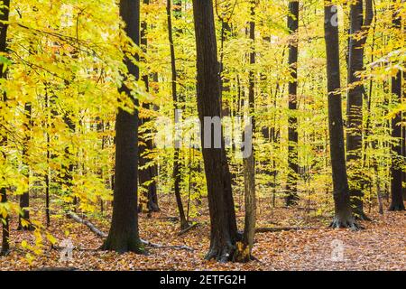 Foresta di alberi misti decidui in autunno Foto Stock
