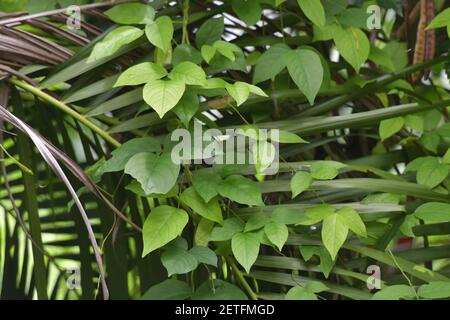 Flora tropicale fiorente durante la stagione umida monsoonale delle isole Tiwi, Australia. Foto Stock