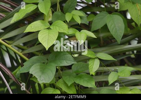 Flora tropicale fiorente durante la stagione umida monsoonale delle isole Tiwi, Australia. Foto Stock