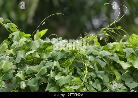 Flora tropicale fiorente durante la stagione umida monsoonale delle isole Tiwi, Australia. Foto Stock