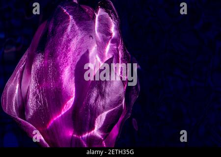Grande fiore di magnolia sull'acqua scura. Macro artistica primo piano. Eleganti petali bagnati che si illuminano e si modellano nell'acqua. Foto di alta qualità Foto Stock