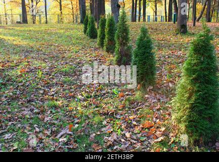 Gli alberi di Thuja giovani sono piantati in una fila nel giardino Foto Stock