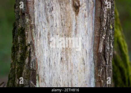 La corteccia tagliata rivela il tronco dell'albero Foto Stock