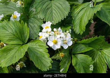 Bush Fragaria viridis primo piano. Fragaria viridis è fiorito sul sito Foto Stock