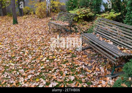 Foglie gialle secche a terra nel parco con panchine di legno. La foto può essere utilizzata come sfondo completo. Foto Stock