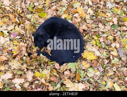 Il cane giace su un mucchio di foglie gialle secche. La foto può essere utilizzata come sfondo completo. Foto Stock