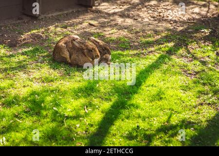 Simpatici conigli selvatici in zoo, Isola Margherita, Budapest, Ungheria Foto Stock