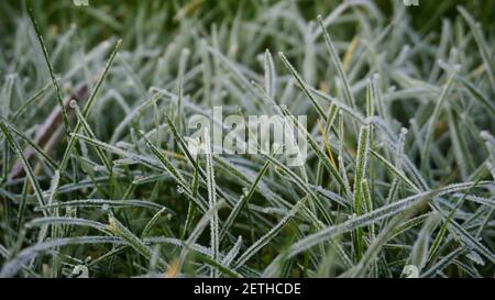 erba verde in giardino con rime Foto Stock