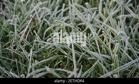 erba verde in giardino con rime Foto Stock