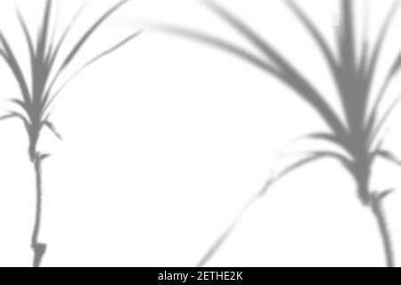 Vettore Estate sfondo di piante tropicali ombre su una parete bianca. Bianco e nero per sovrapporre una foto o un layout Illustrazione Vettoriale