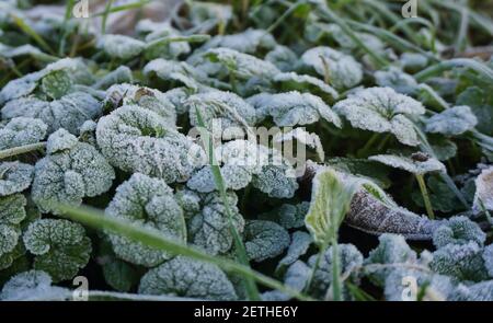 foglie verdi di pianta in giardino con rime Foto Stock