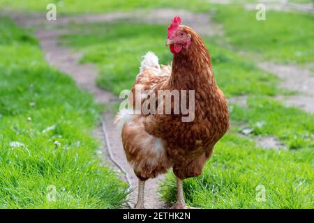 Pollo da vicino in campagna. La crescita dei polli. La produzione di uova Foto Stock