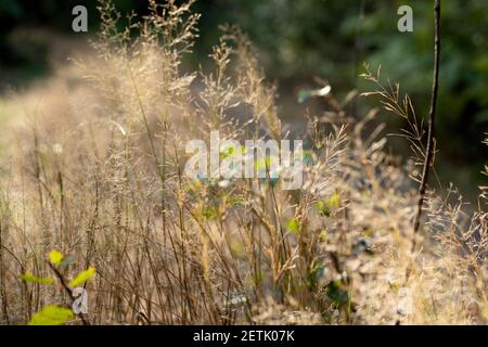 Paniclette di pelliccia secca di Calamagrosis terra (Calamagrosis epigeios) in un prato con uno spazio di copia Foto Stock