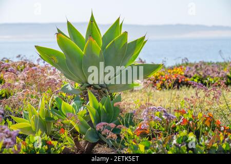 Palme e fiori selvatici sulla spiaggia con sfocatura morbida sfondo stagcape Foto Stock