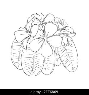 Frangipani o plumeria fiore tropicale con foglie. Frangipani incisi isolati su sfondo bianco. Illustrazione vettoriale del contorno Illustrazione Vettoriale