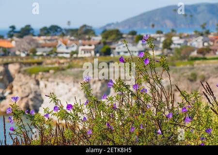 Bellissimi fiori viola selvatici sulla spiaggia con un paesaggio urbano sfocato sullo sfondo. Giornata di sole in primavera, California Foto Stock