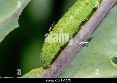 Parisitic Wasp depone le uova in Cabbage White cattapilar Foto Stock